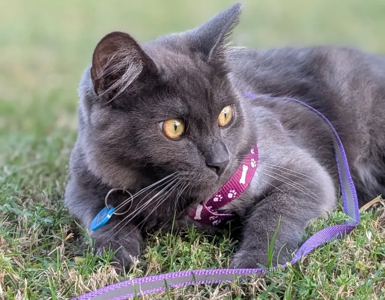 Cats on the Coast explores furry friendships OurSC